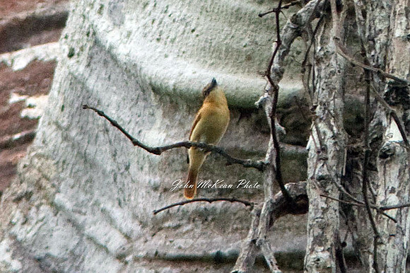Cinnamon Becard (Pachyramphus cinnamomeus)