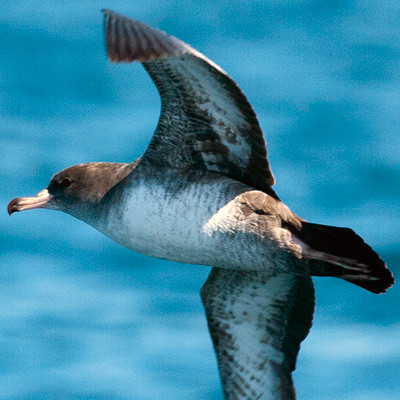 Pink-footed Shearwater (Puffinus creatopus)