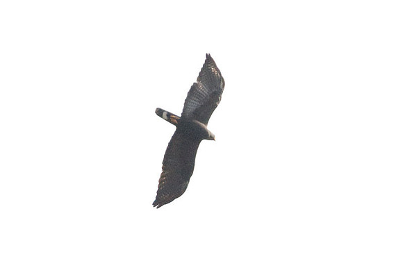 Zone-tailed Hawk (Buteo albonotatus)