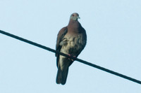 Pale-vented Pigeon (Patagioenas cayennensis)