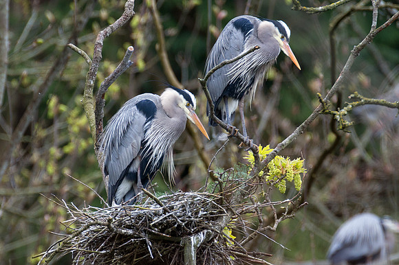 Great Blue Heron (Ardea herodias)