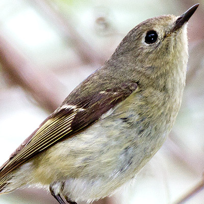 Golden-crowned Kinglet (Regulus satrapa)