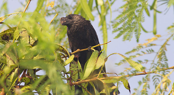 Smooth-billed Ani (Crotophaga ani)