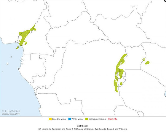 HBW Range map - Grey-chested Kakamega (Kakamega poliothorax) Gray-chested Babbler