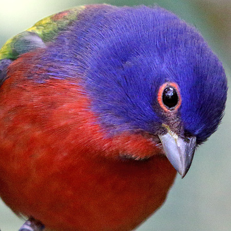 Painted bunting (Passerina ciris) Male