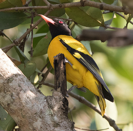 Black-hooded oriole (Oriolus xanthornus) Male