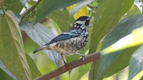 Beryl-spangled Tanager (Tangara nigroviridis)