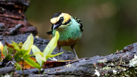 Golden-eared Tanager (Tangara chrysotis)