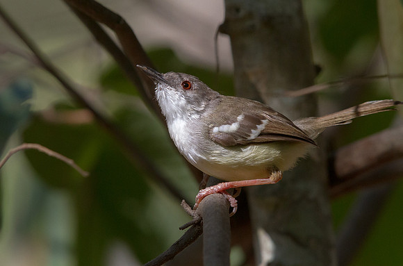 Bar-winged prinia (Prinia familiaris) ?