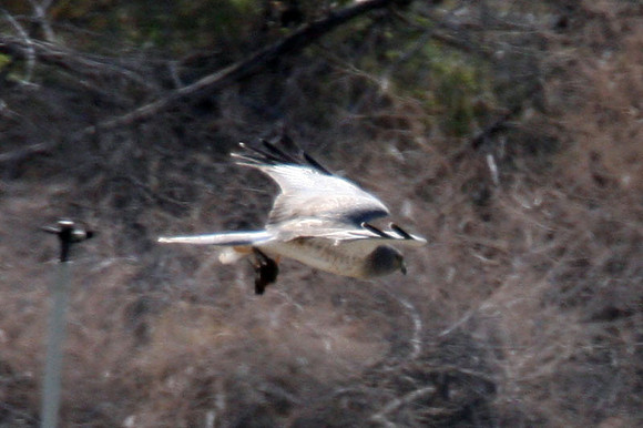 Hen Harrier (Circus cyaneus) also known as Northern Harrier