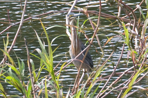 Green Heron (Butorides virescens)