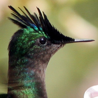 Antillean Crested Hummingbird (Orthorhyncus cristatus)