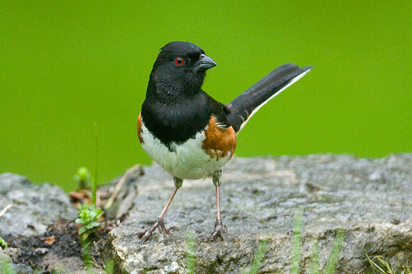 Eastern Towhee (Pipilo erythrophthalmus) male