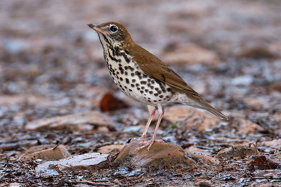 Wood Thrush (Hylocichla mustelina)