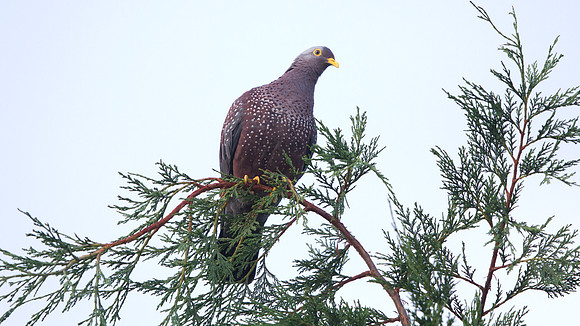 African Olive Pigeon (Columba arquatrix)