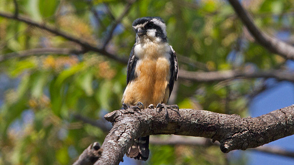 Black-thighed falconet (Microhierax fringillarius)
