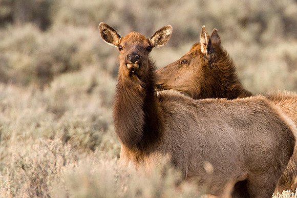 Elk (Cervus canadensis) also known as Wapiti