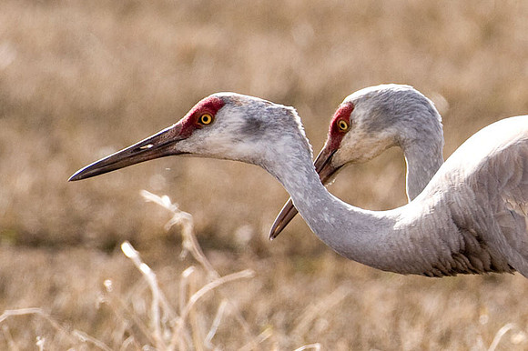 Sandhill Crane (Grus canadensis)