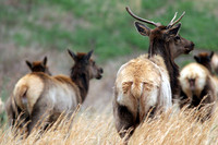 Elk (Cervus canadensis) also known as Wapiti