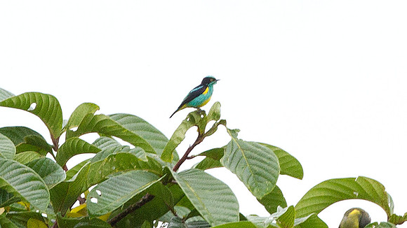 Black-faced Dacnis (Dacnis lineata)