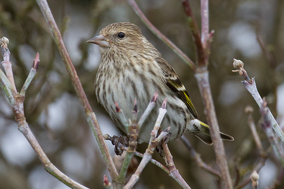 Pine Siskin (Carduelis pinus)