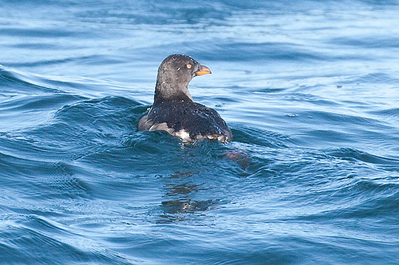 Rhinoceros Auklet (Cerorhinca monocerata)