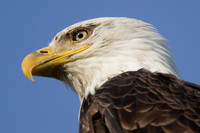 Bald Eagle (Haliaeetus leucocephalus)