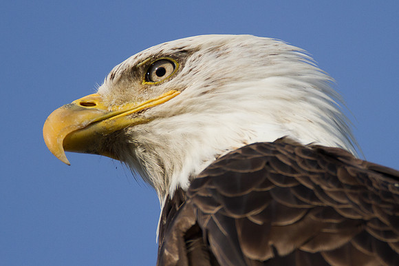 Bald Eagle (Haliaeetus leucocephalus)