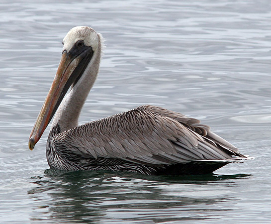 Brown Pelican (Pelecanus occidentalis)