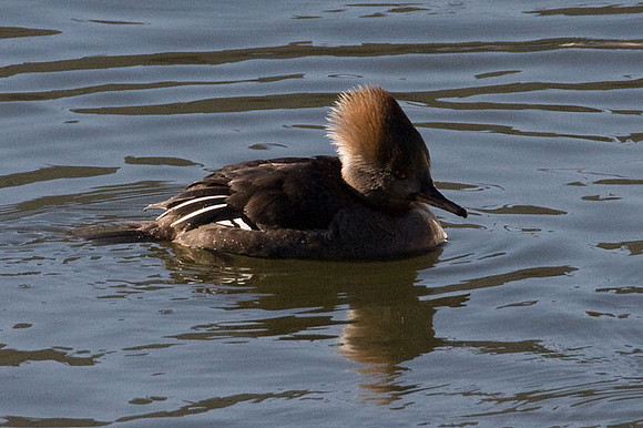 Hooded Merganser (Lophodytes cucullatus) female