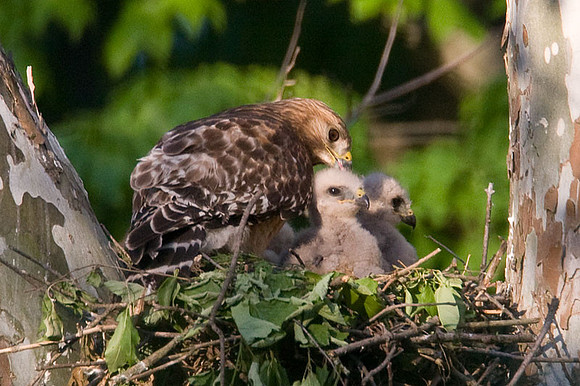 Red-shouldered Hawk (Buteo lineatus) adult and chicks
