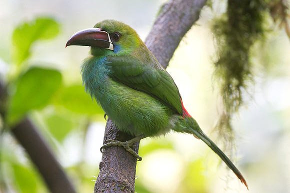 Crimson-rumped Toucanet (Aulacorhynchus haematopygus)