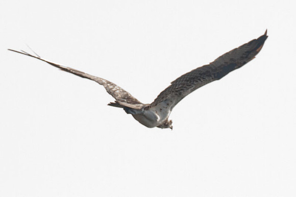 Osprey (Pandion haliaetus)