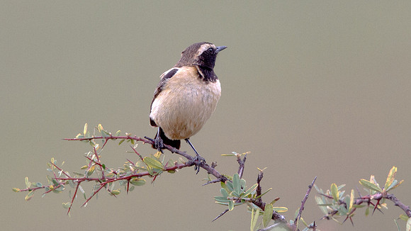 Buff-streaked Chat (Campicoloides bifasciatus) Male
