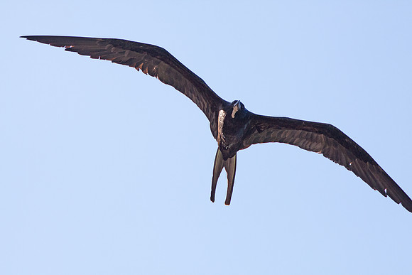 Magnificent Frigatebird (Fregata magnificens) Male