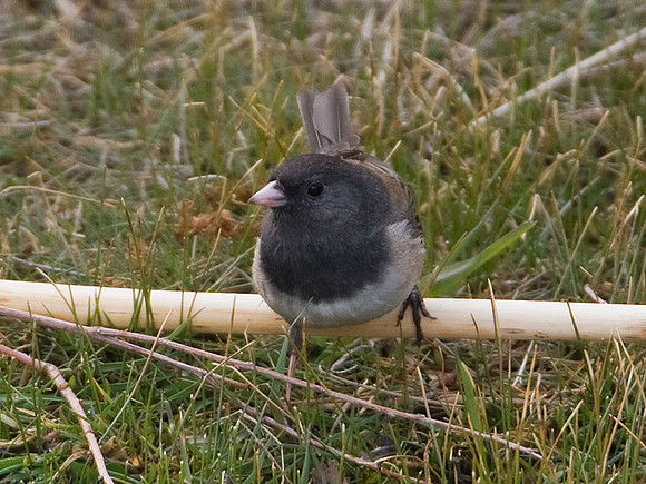 Dark-eyed Junco (Junco hyemalis subspecies oreganus)