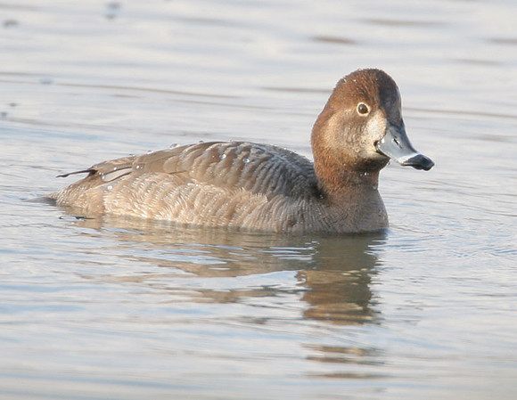 Ring-necked Duck (Aythya collaris) female