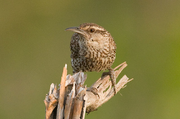 Yucatan Wren (Campylorhynchus yucatanicus)