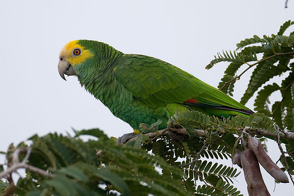 Yellow-shouldered Amazon (Amazona barbadensis) also known as Yellow-shouldered Parrot