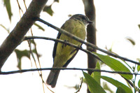 Yellow-crowned Tyrannulet (Tyrannulus elatus)