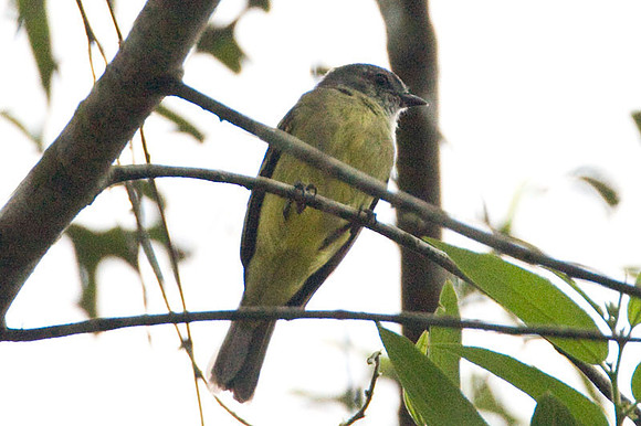 Yellow-crowned Tyrannulet (Tyrannulus elatus)