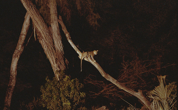 1988 African Leopard img908