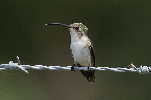Mexican Sheartail (Doricha eliza) female