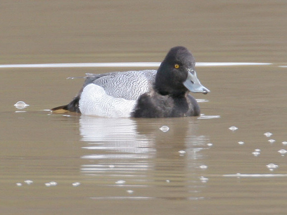 Lesser Scaup (Aythya affinis) male