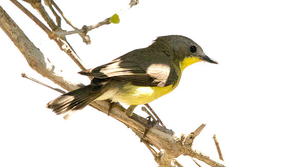 Golden-bellied gerygone (Gerygone sulphurea)