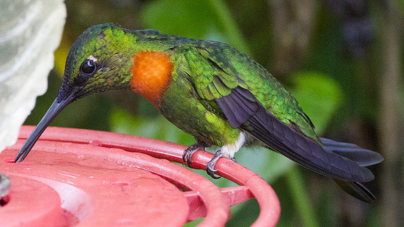 Gould's Jewelfront (Heliodoxa aurescens)