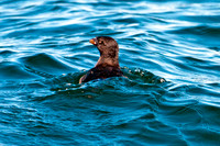 Rhinoceros Auklet (Cerorhinca monocerata)