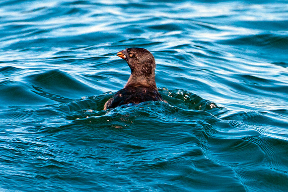 Rhinoceros Auklet (Cerorhinca monocerata)