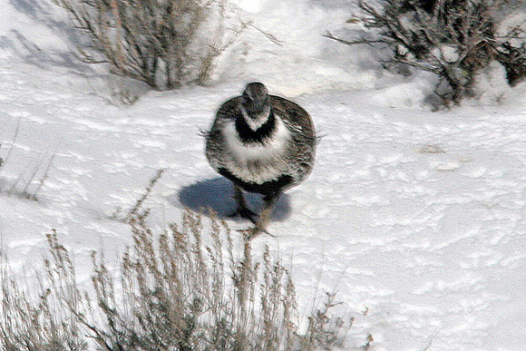 Sage Grouse (Centrocercus urophasianus)