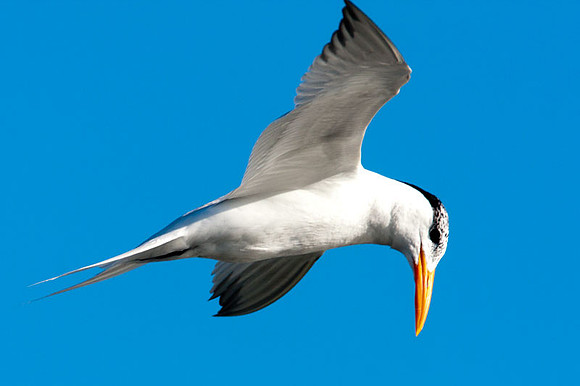 Caspian Tern (Hydroprogne caspia)